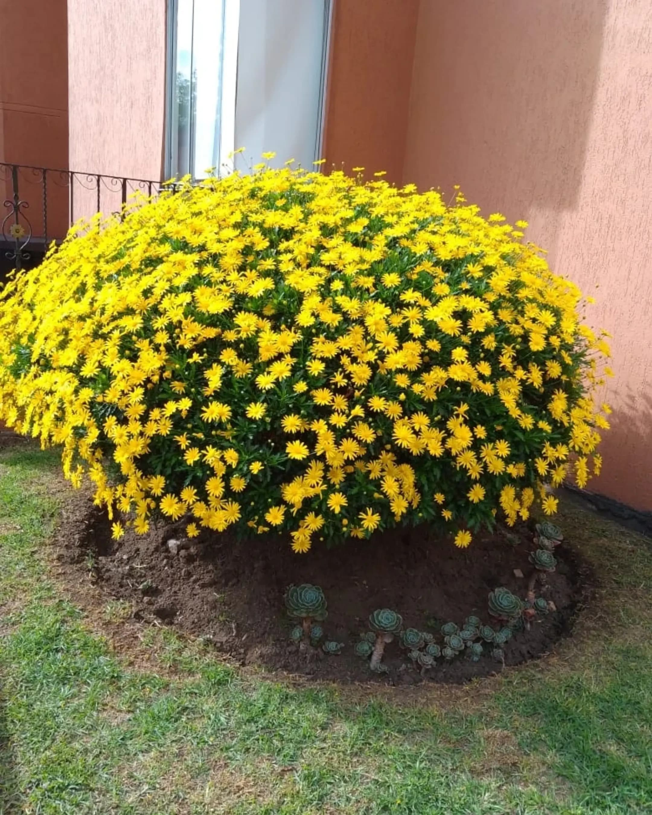 Trabajos - tala de arboles